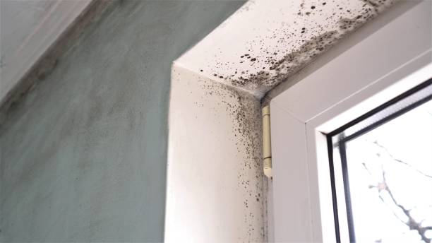 Forensic Mold Investigation in Mont Clare, PA